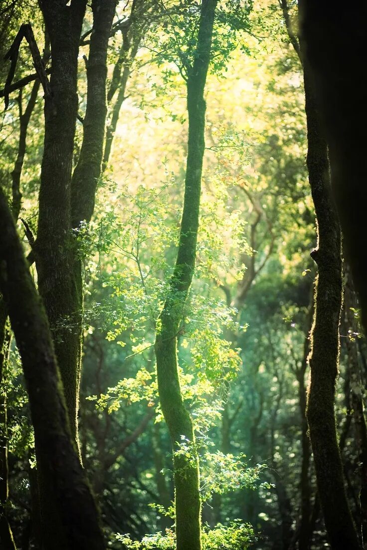 Подлесок тайги. Пырский лес сейчас. Полянка в лесу. Тропинка в лесу. Преображенный лес.