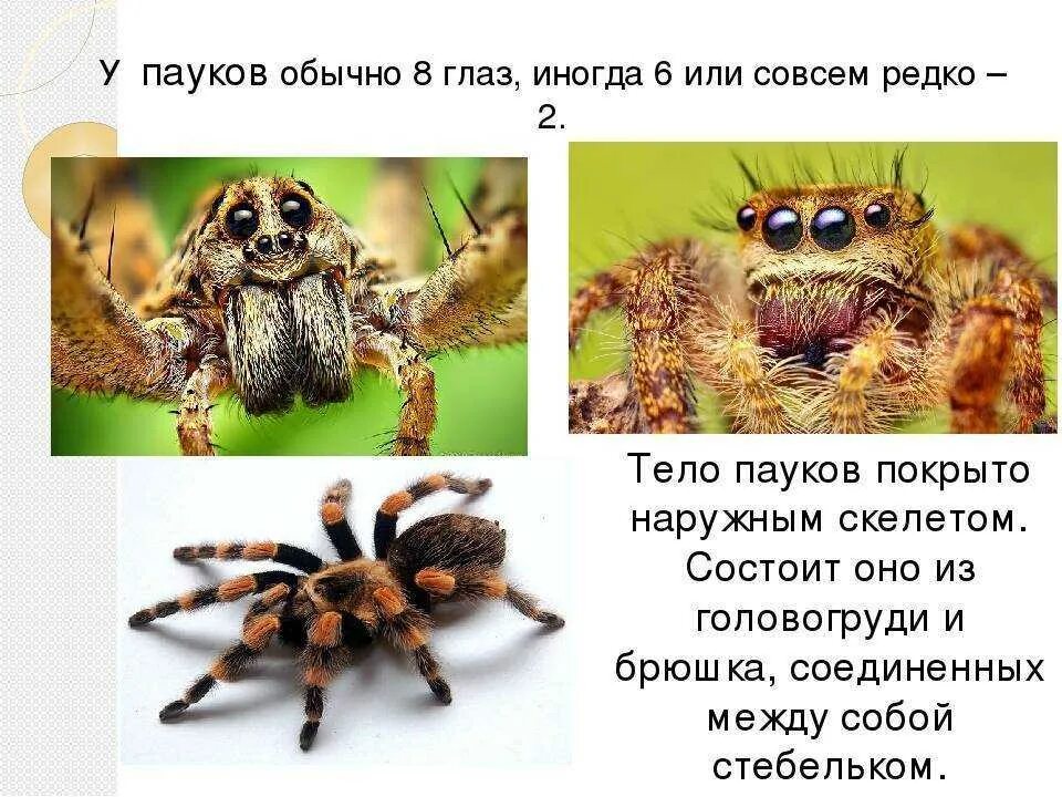 Увидеть дома паука примета. Расположение глаз у пауков. Расположение глаз паука. Строение глаза паука. Сложные глаза у паукообразных.