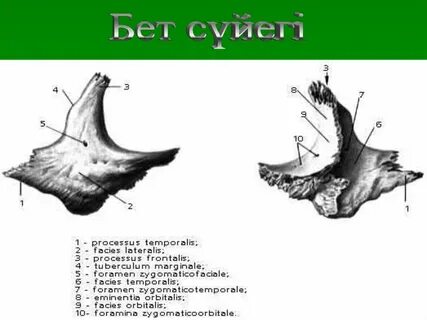 Скуловая кость черепа