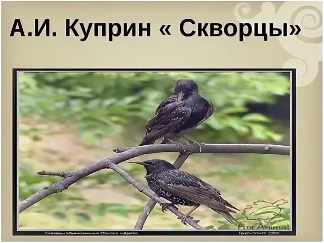Куприн скворцы урок 4 класс