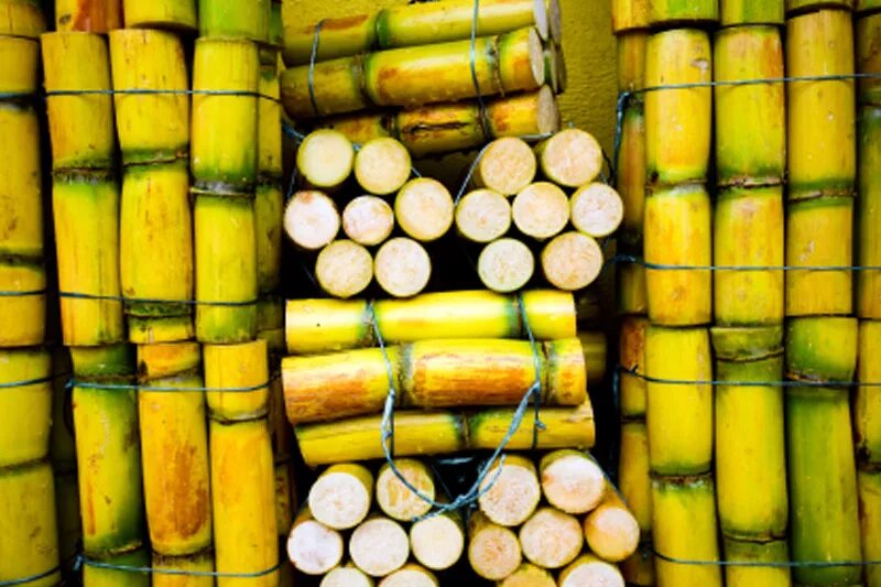 Saccharum officinarum. Сахарный тростник в египте. Плантации сахарного тростника в бразилии. Сахарный тростник в индии. Крупнейший производитель сахарного тростника.