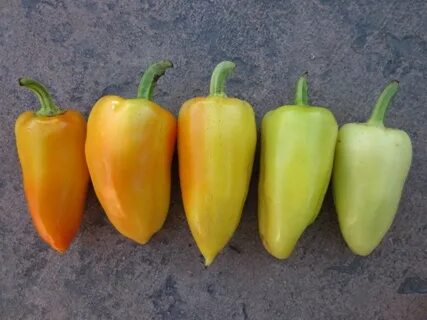 Pepper 20