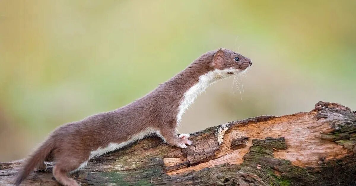 Известно что горностай хищное. Mustela nivalis. Ласка обыкновенная (Mustela nivalis). Горностай (Mustela erminea). Ласка Mustela nivalis Linnaeus, 1766.