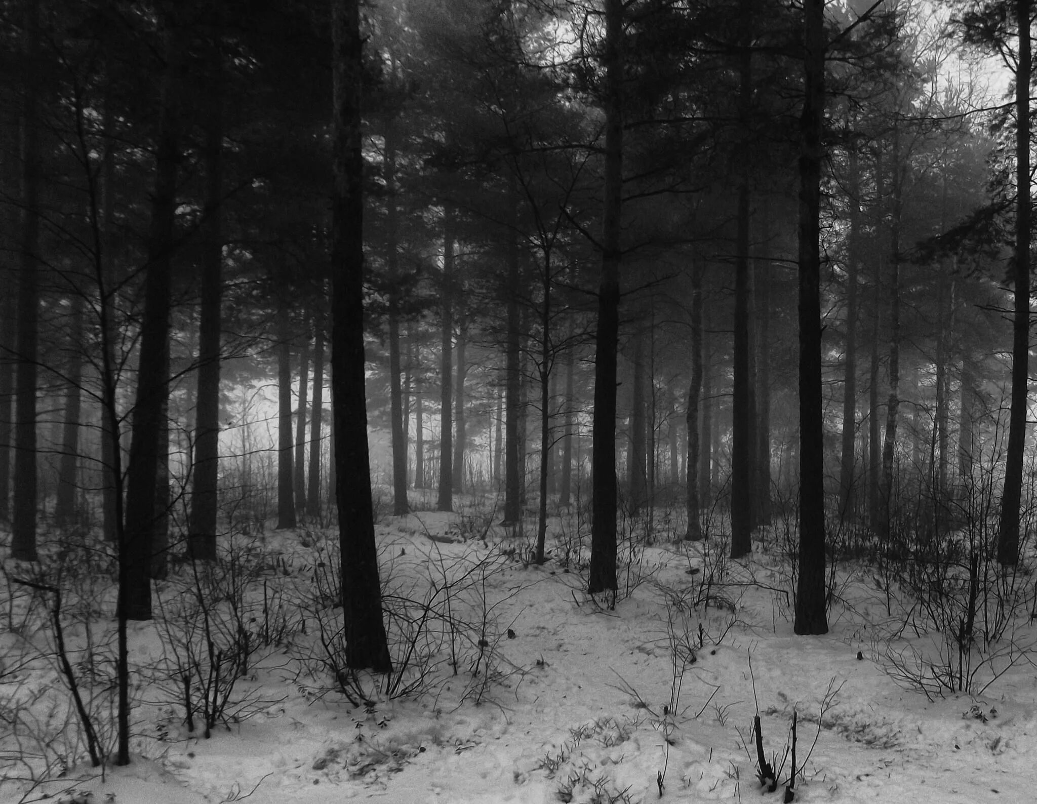 Дым машина disco fog fog machine. Голые деревья в тумане. W fog. W fog. Найт сити обои киберпанк.