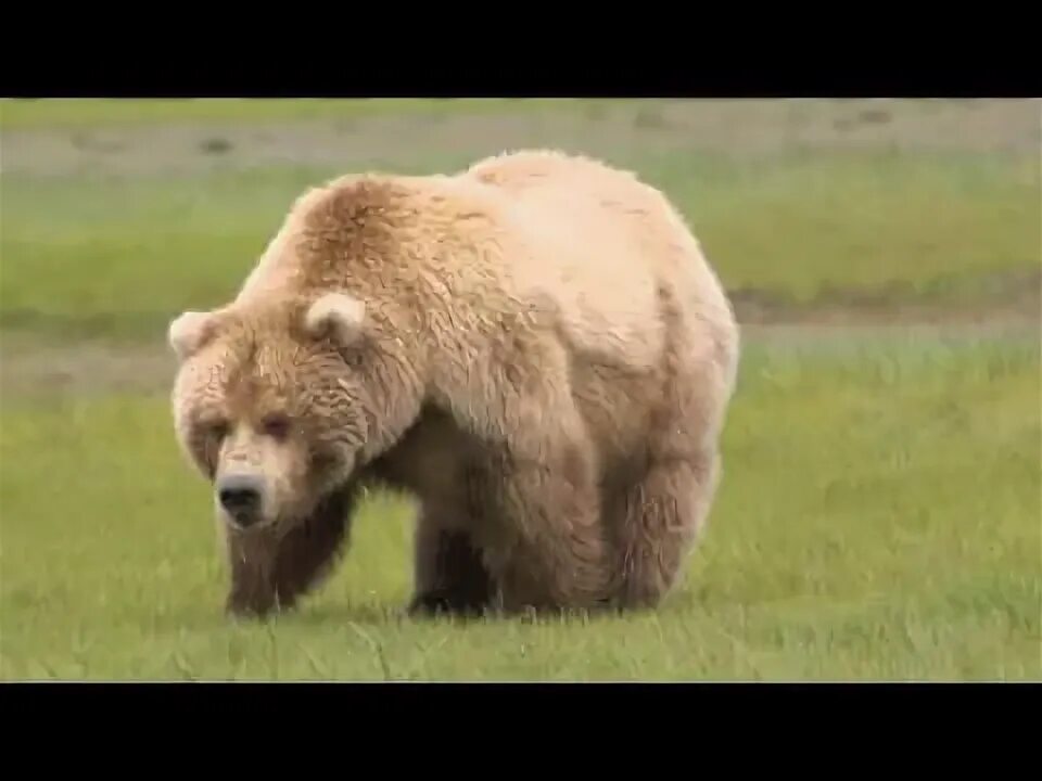 Bears walk. Bears walk