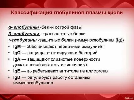 Что такое глобулин