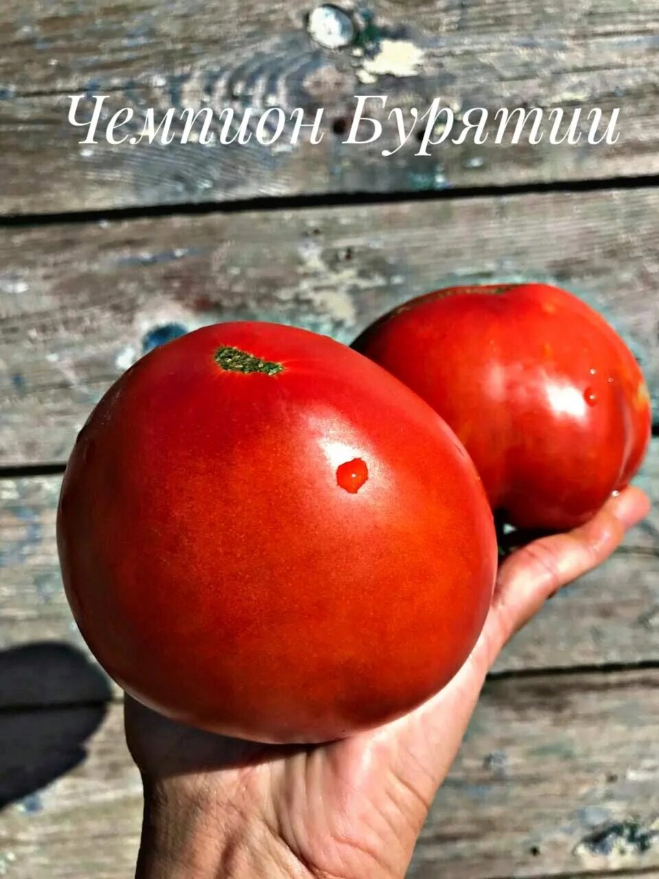 Томаты чемпион описание сорта. Томат чемпион бурятии. бурятские помидоры. pink champion помидоры. бурятия томаты 9.