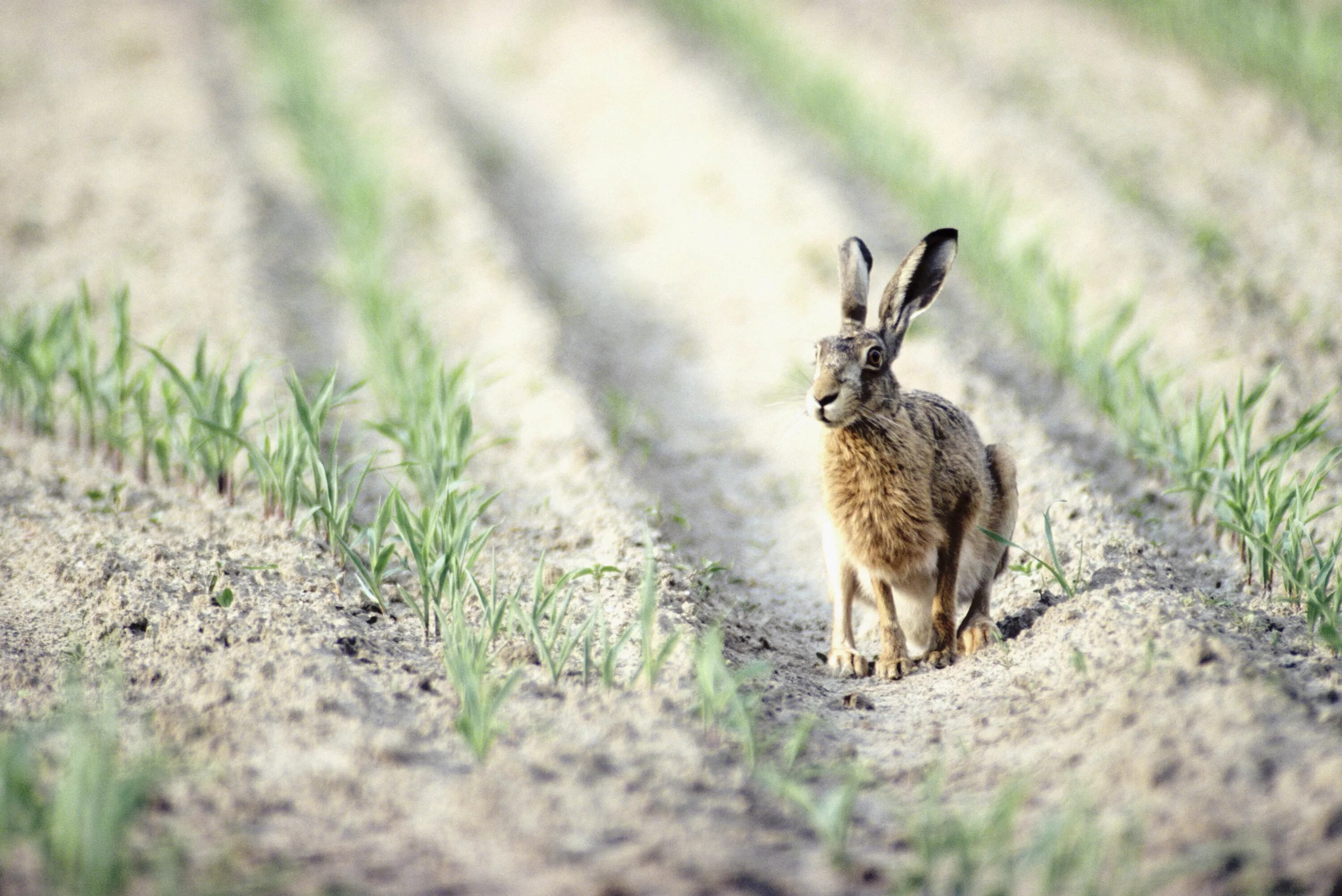 Заяц-Русак. Заяц Русак животное поля. Заяц в поле. Кролик в поле.