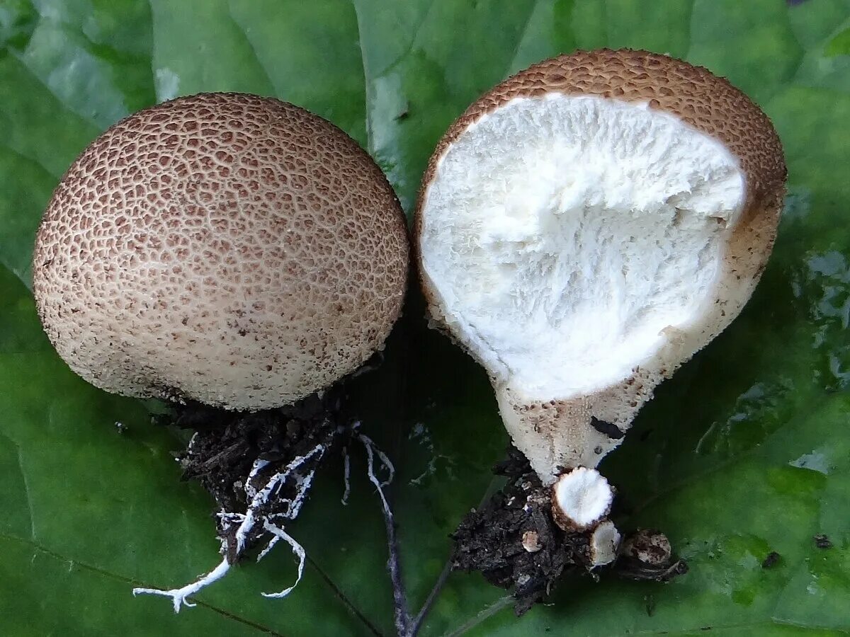 File:Armillaria mellea MdE 3.jpg - Wikimedia Commons