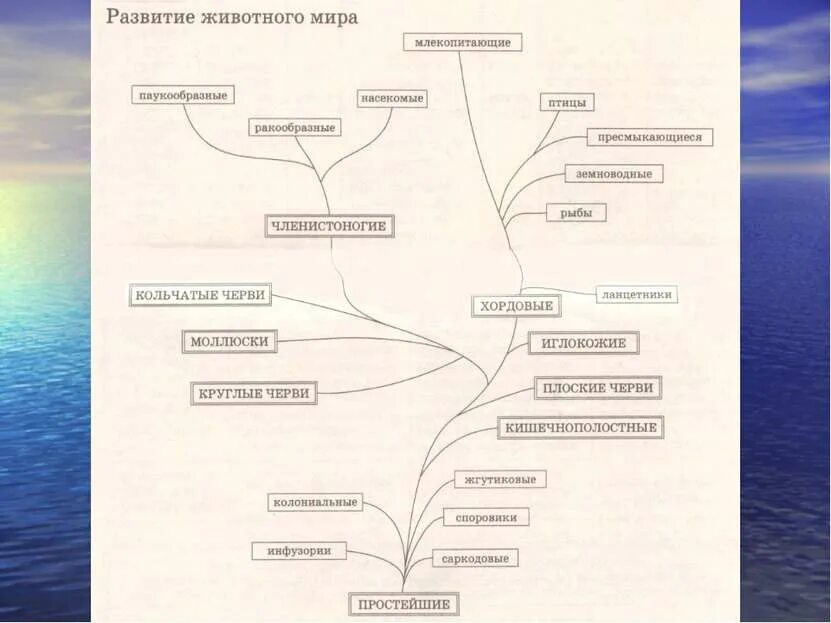 Нарисуйте схему эволюции хордовых животных. Эволюция животных схема.