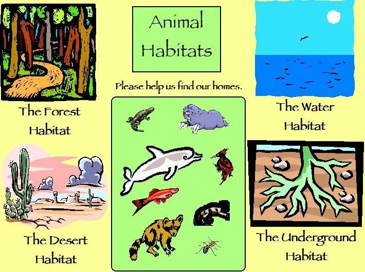 Animals and their Habitats. Animal Habitats. Habitats Vocabulary. Habitats на английском. Habitat help