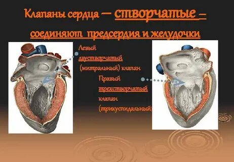 Клапан в правом предсердно желудочковом отверстии
