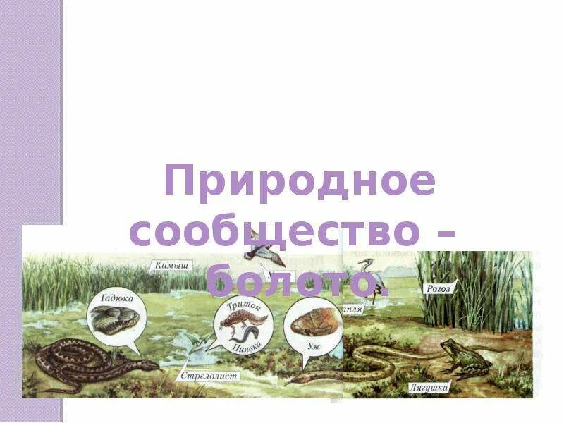 Биология 5 класс параграф 21 природные сообщества. Природное сообщество болото. природное сообщество болото для презентации. природные сообщества презентация. природное сообщество болото 3 класс.