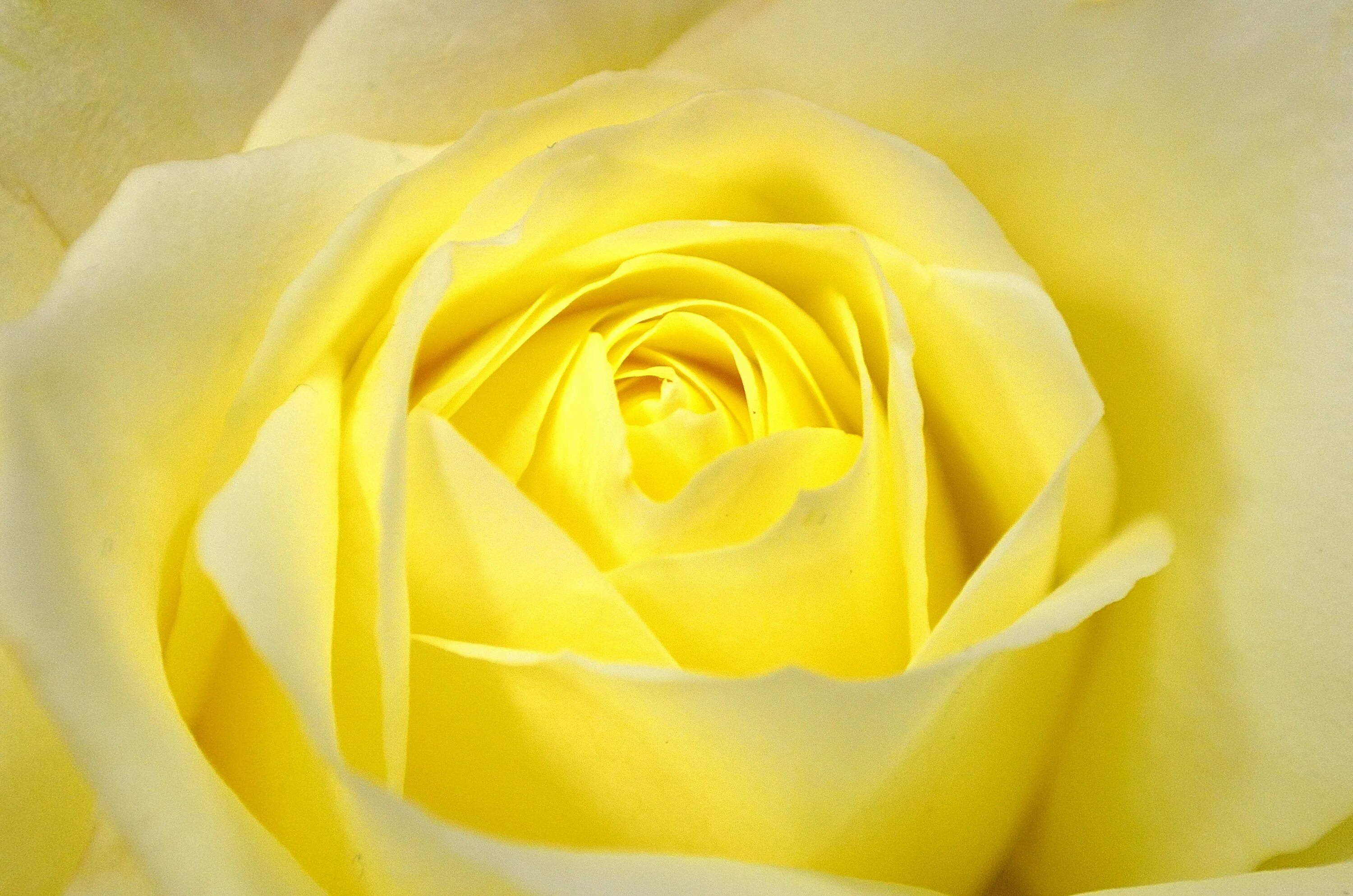 Желтые розы. Бледно желтые цветы. Бело желтые цветы. Желтый цвет.