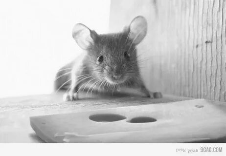 Mouse is small