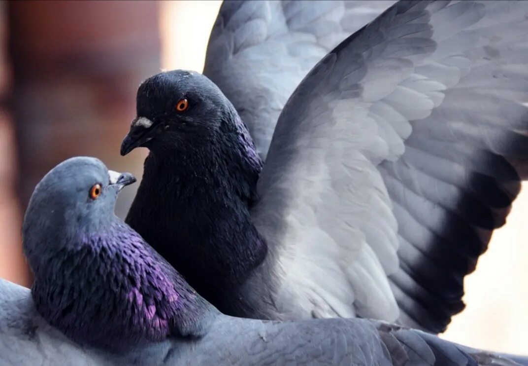 Голуби горлица белая. Горлица белая птица. Декоративные голуби. Белый голубь. Голуби горлица белая.