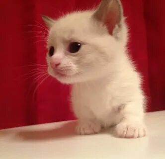 Tiny legs