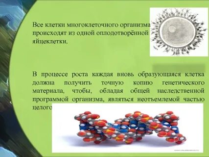 Обеспечивает образование многоклеточного организма из оплодотворенной яйцеклетки