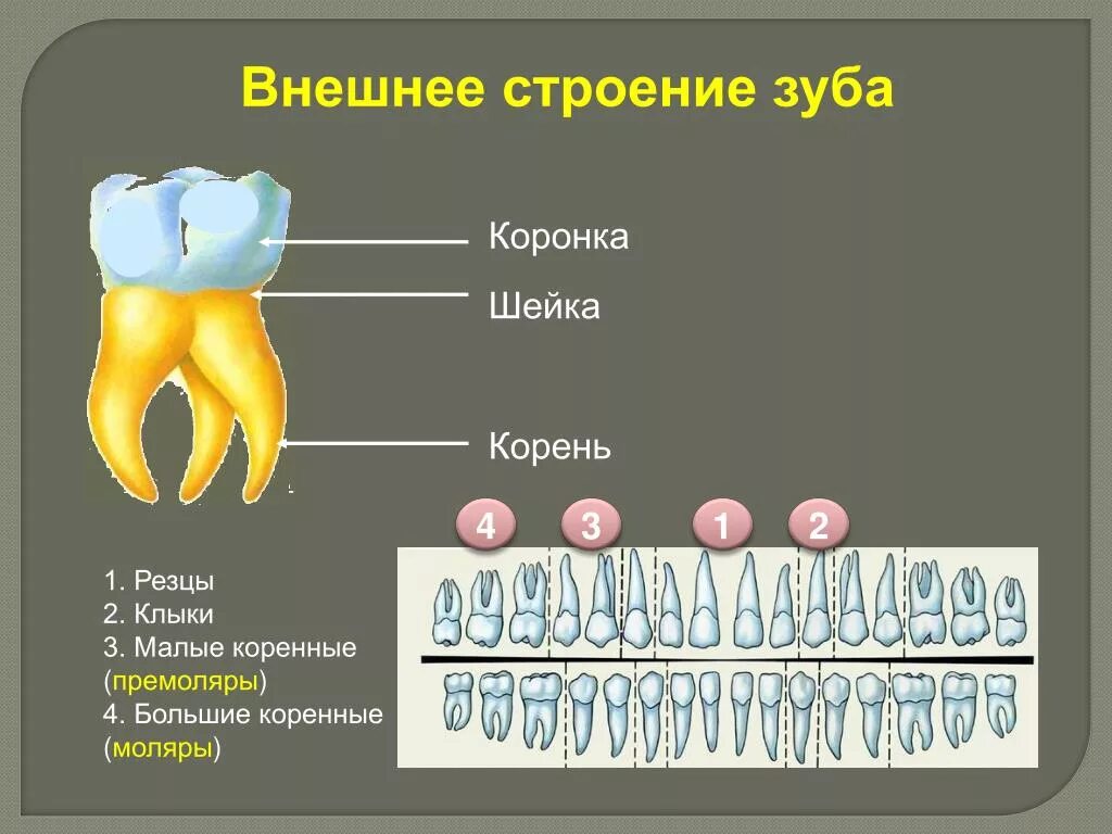 Строение зуба человека схема. Строение внешнего строения зуба. Схема внутреннего строения зуба. Строение зуба коронка шейка корень.