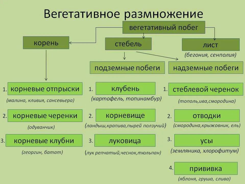 Термину вегетативное размножение. Бесполое вегетативное размножение растений. Биология 6 вегетативное размножение растений таблица. Вегетативный способ размножения растений примеры и виды. Способы бесполого размножения таблица вегетативное размножение.