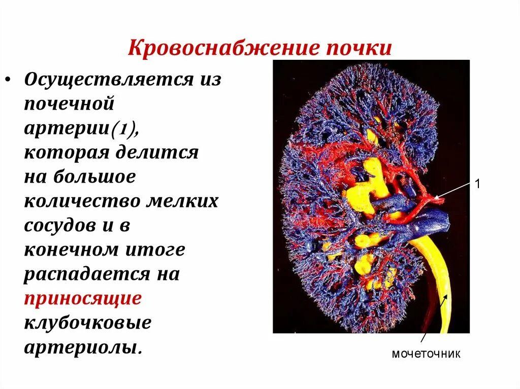 Строение почки кровоснабжение. Строение почки и кровоснабжение анатомия. Артериальное кровоснабжение почки. Сосудистая система почки анатомия. Функция почечной артерии