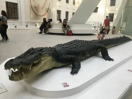 Длинный крокодил