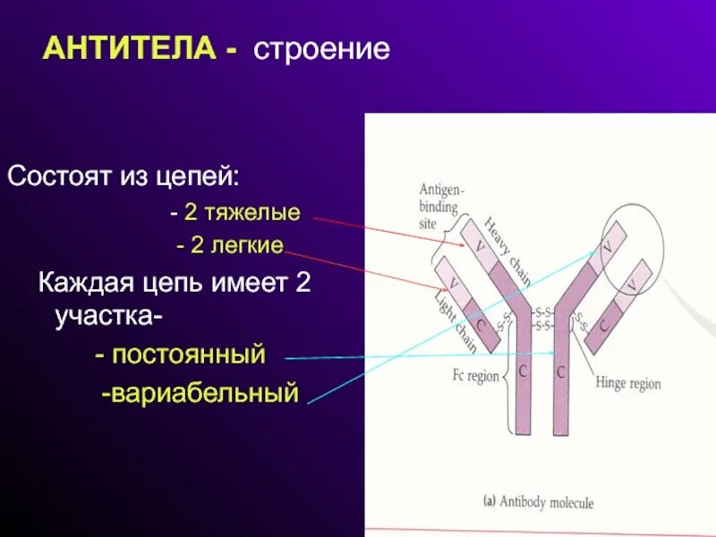 Компоненты антитела. Структура молекулы антитела. схематическая структура антител. структура антител иммунология. строение молекулы антитела.
