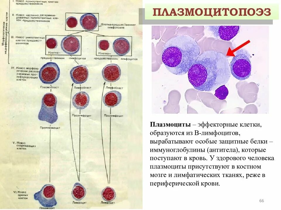 Изменение клеток крови. Эффекторные клетки б лимфоцитов. Клетки гранулоцитарного ряда (гранулоцитопоэз) (по ш. Андерсону, 2007).. Лимфоциты гистология строение. Лимфоциты и плазмоциты гистология.