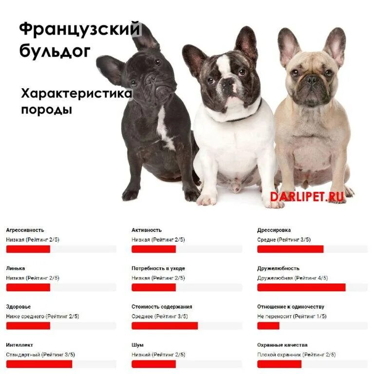 Сколько лет бульдогу