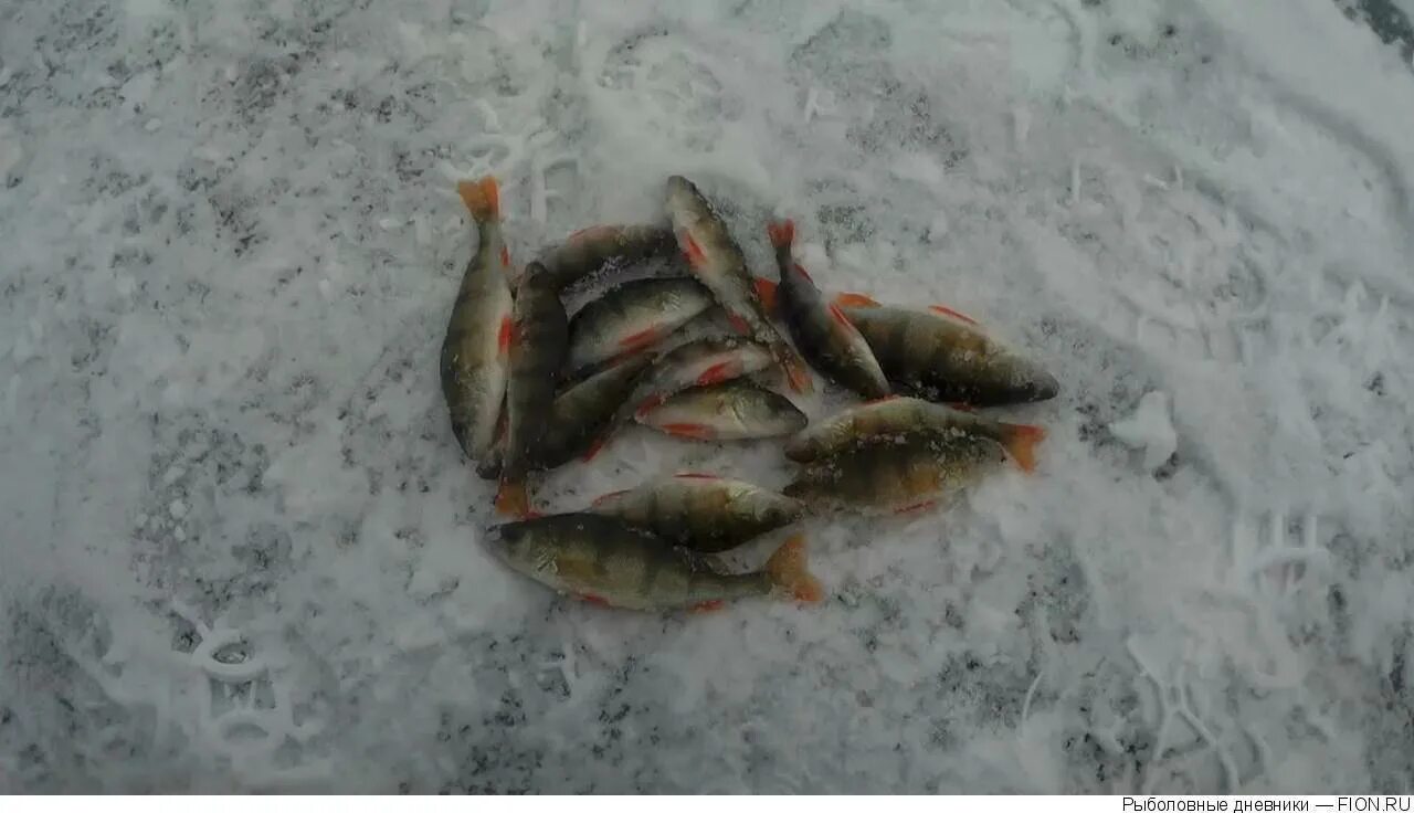 Рыбхоз зимой. Большие Парфенки рыбалка. Малые Парфенки рыбалка. Рыбалка в Парфенках Можайского района. Русфишинг ру форум вести с водоемов