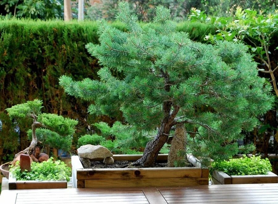 Пиния (Pinus pinea). Pinus pinea Bonsai. Сосна итальянская Пиния. Сосна Пиния Pinus pinea штамб. Хвойные в домашних условиях