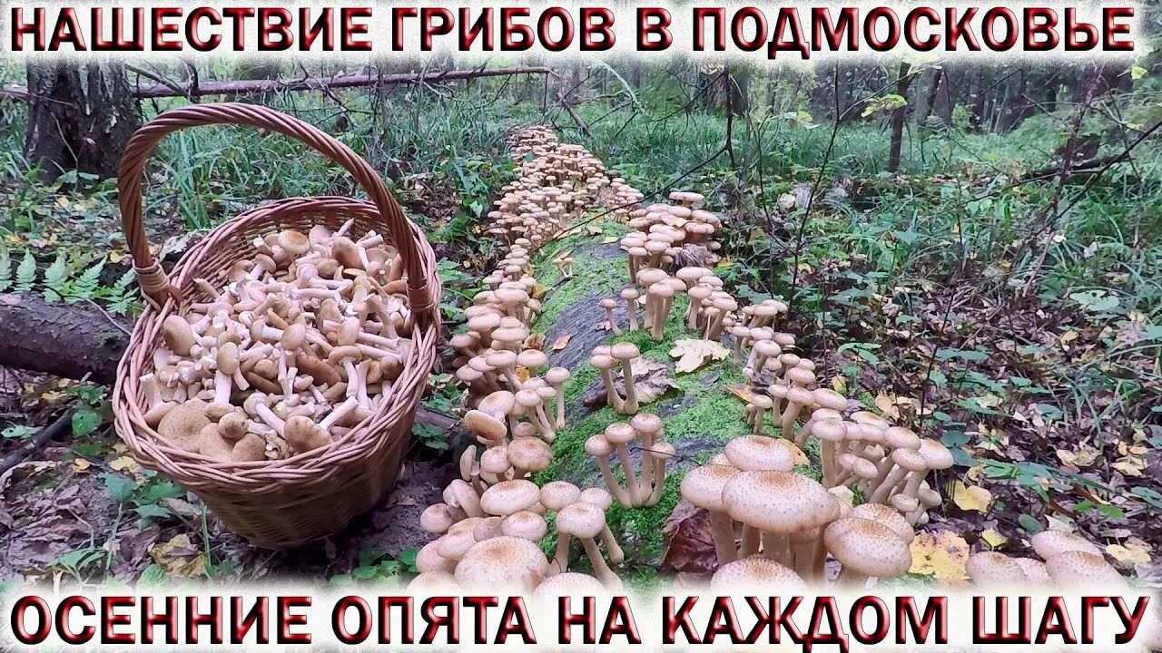 Грибы в подмосковье сейчас. Грибы после дождя. Грибы в подмосковье. Грибы в подмосковье 2022 карта. Опята в подмосковье 2022.