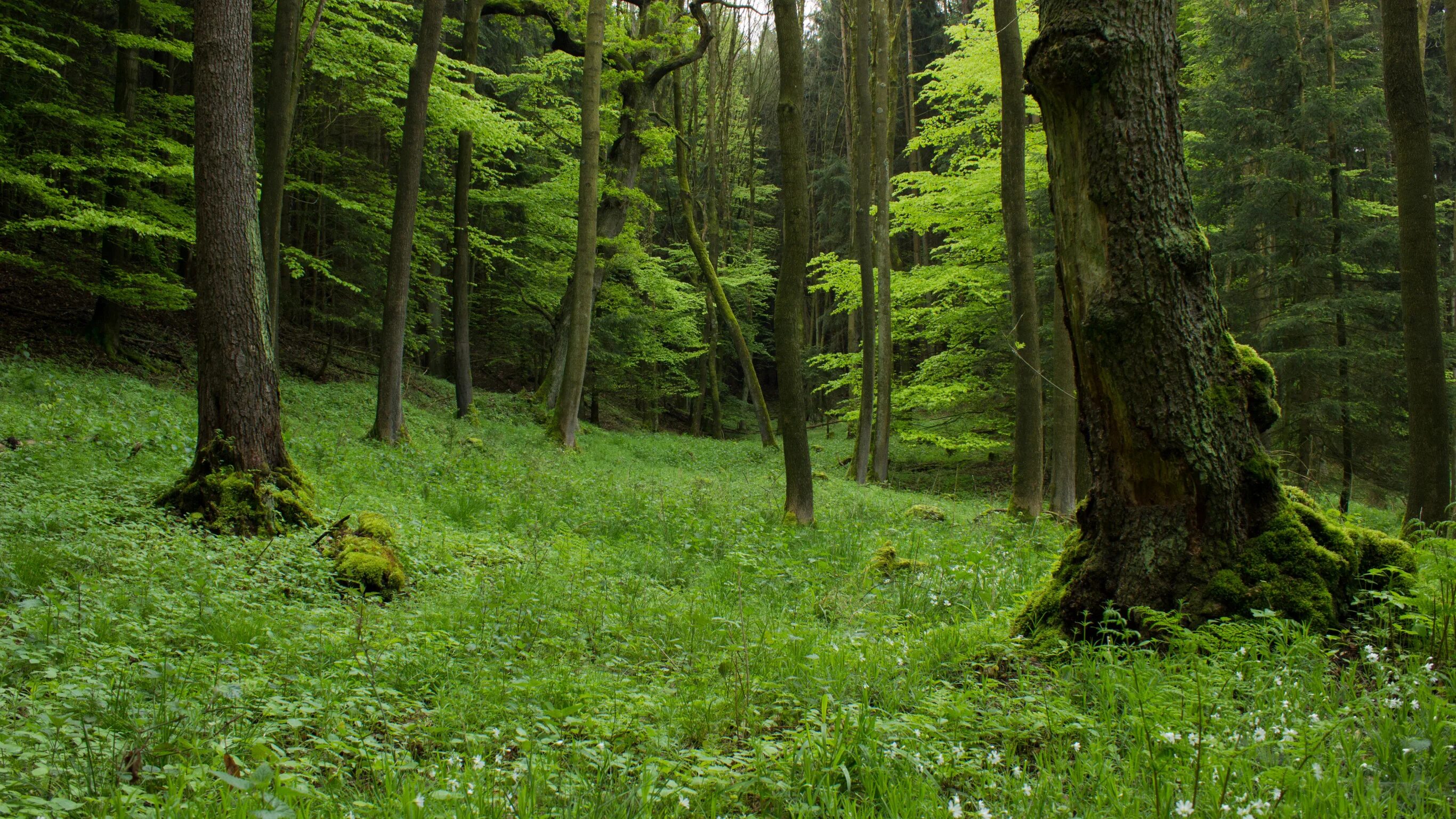 Тин кан форест. Бревно в лесу. М forest. The forest 2018 игра. Ствол дерева.