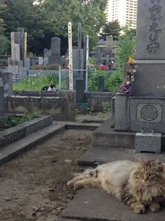 Могила кота