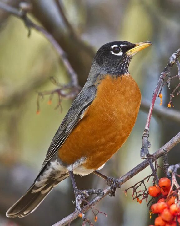 Птица с рыжей грудкой. Странствующий Дрозд. American Robin. American Robin птица. Дроз оранжевой грудкой.