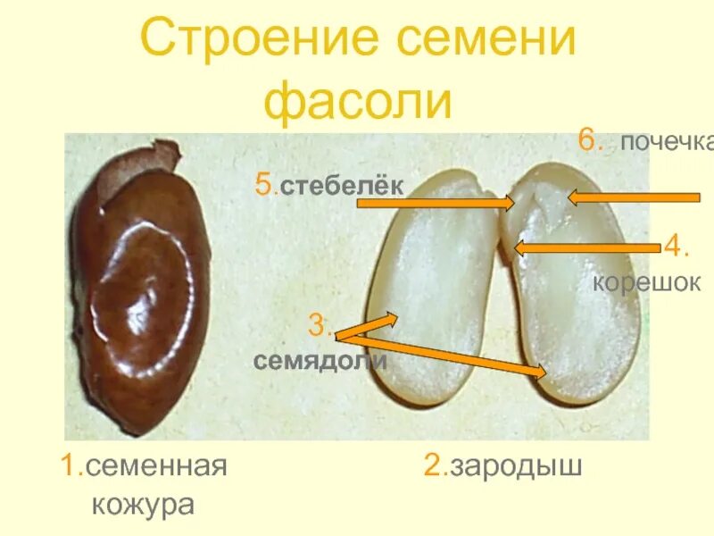 Кожурой составить. Семя фасоли зародыш семенная кожура. Семенная кожура семядоли. Семена фасоли семядоли. Строение зародыша семени фасоли.