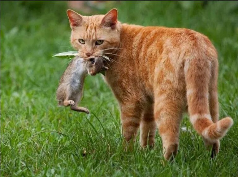 Кот добыча. Кошка охотится. Рыжий кот охотится. Кошка с добычей. Кошка охотится на мышь.