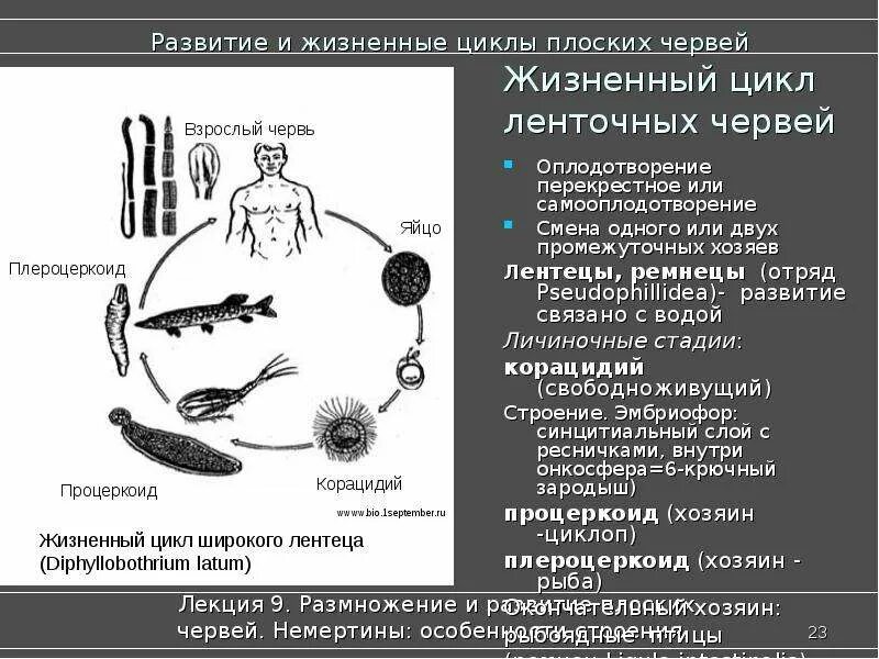 Ленточные жизненный цикл. Циклы развития паразитических плоских червей. Цикл развития ленточного червя биология. Циклы развития червей паразитов таблица. Схема цикла червя ленточного.