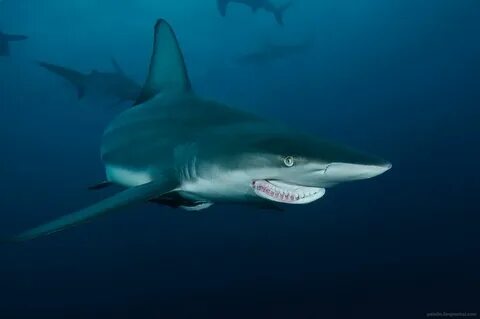 Shark around