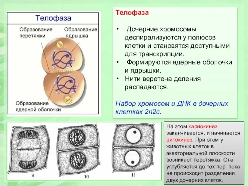 Образуется две дочерние клетки. Телофаза митоза. кариокинез и цитокинез в митозе. телофаза n2c. телофаза клетки растений.
