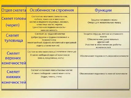 Таблица скелет туловища
