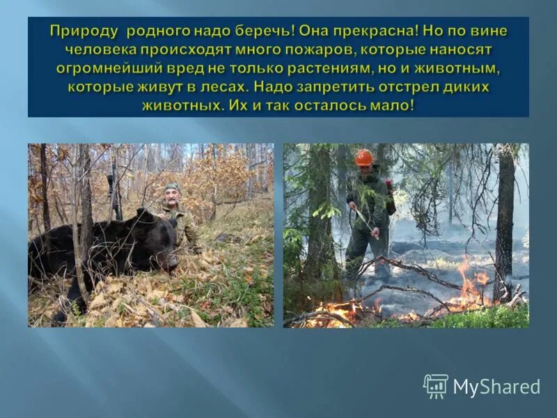 Вред причиняемый животными