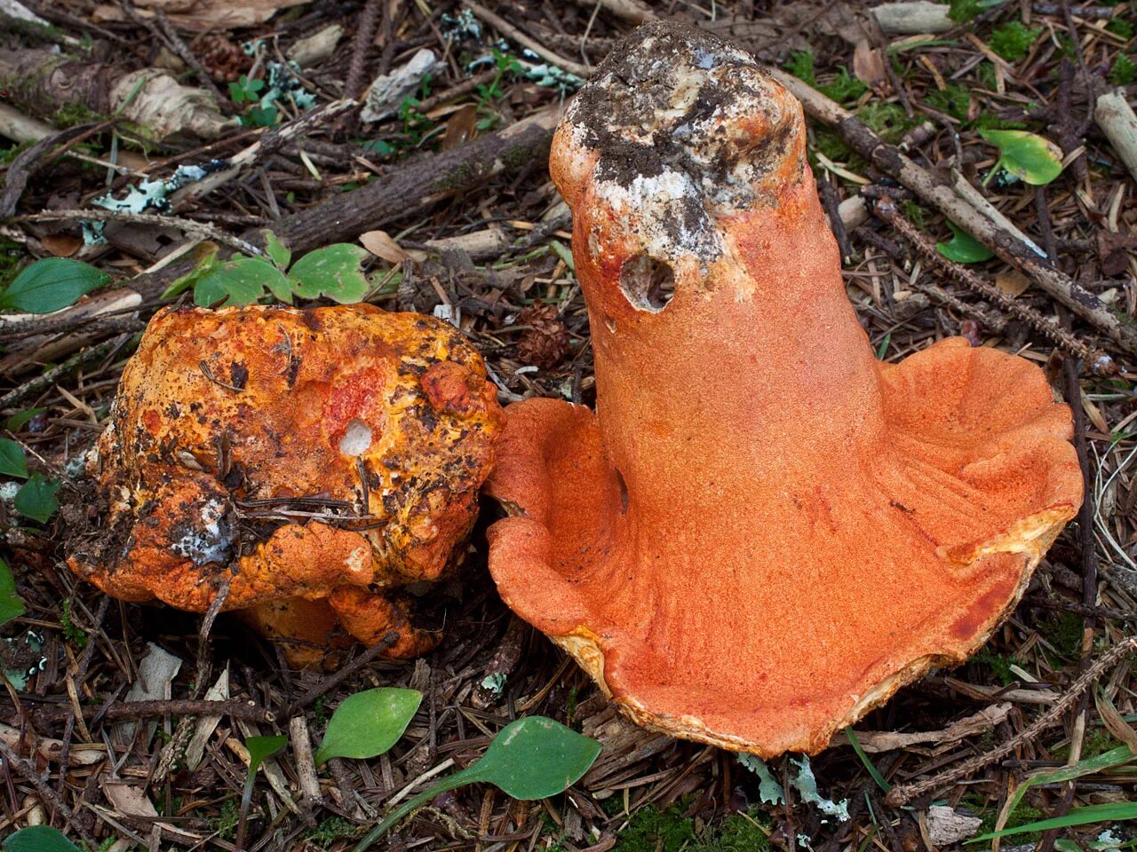 Otidea leporina. Фото на сайте "Грибы Калужской области"