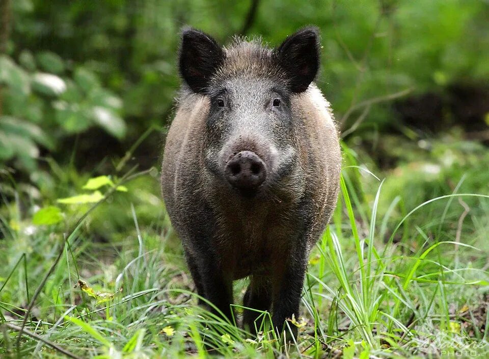 Фото кабанов. Европейский дикий кабан. Вепрь дикий кабан. Кабан – sus scrofa Linnaeus, 1758. Кабан (sus scrofa).