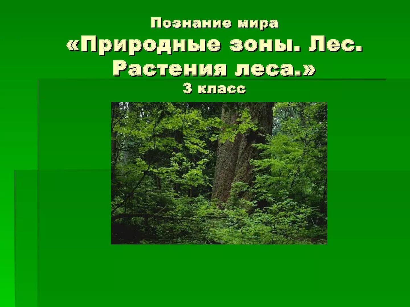 Бук какая природная зона. Лес для презентации. Растения зоны лесов. Растения леса 4 класс. Презентация Лесная растительность.