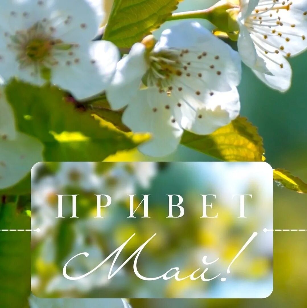 С добрым утром майским днем пожелания. Утро май добра. Утро май добра. Открытка доброе майское утречко. Открытка с добрым майскиским утром.