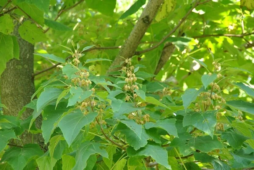 Herliom A296 10 Seeds Tomentasa Paulownia Tree Seeds World's Fastest Growing Tre