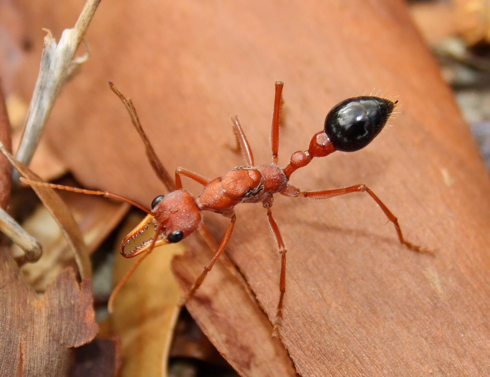 Myrmecia brevinoda. Красный муравей-бульдог. Myrmecia nigrocincta. Формика руфибарбис.