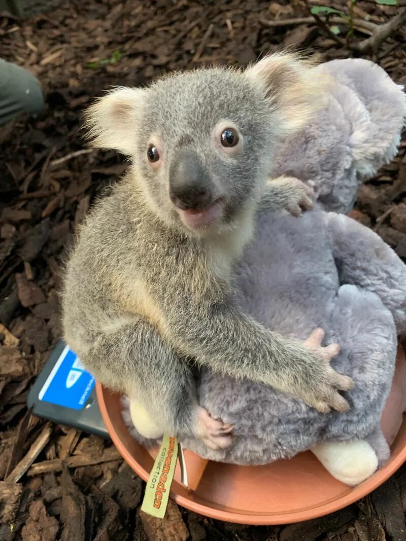 Коала в зоопарке. Квинслендский коала. Коала с детенышем. Зверинец коала.