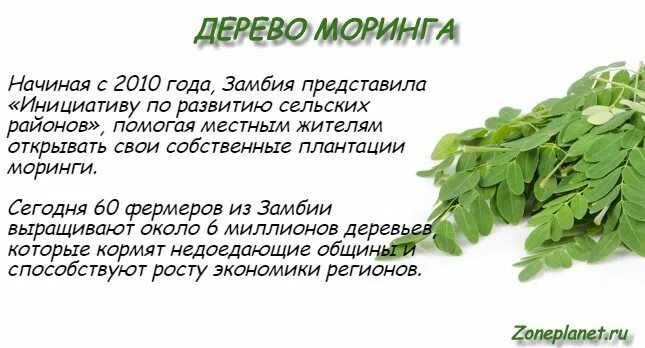 Моринга для чего применяют. Моринга эрсаг. moringa растение. моринга полезные свойства. моринга листья.